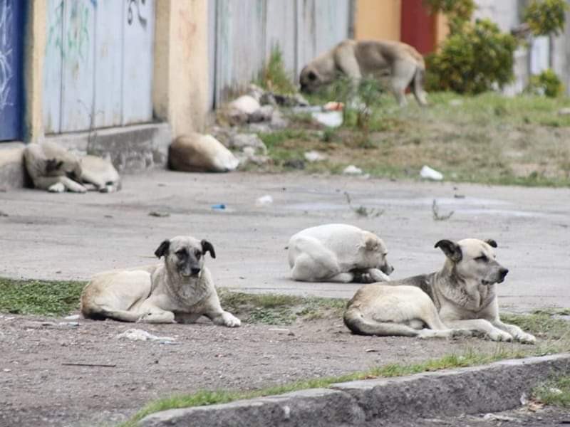 Buscan en Acaponeta controlar proliferación de perros callejeros