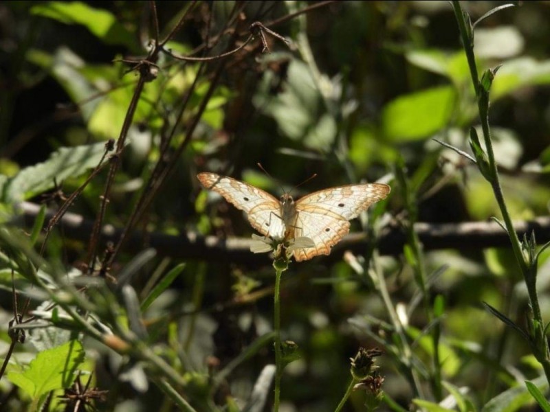 Buscan evitar aniquilación de insectos polinizadores por podas en Tepic