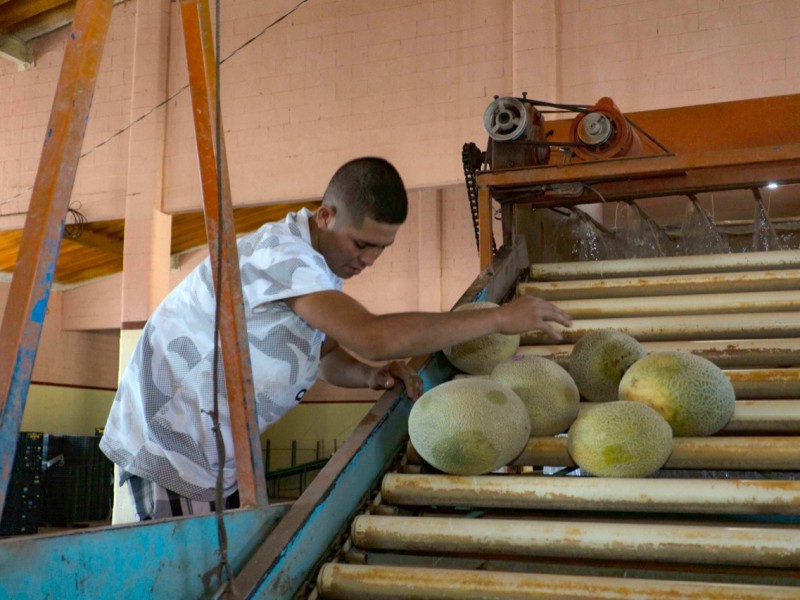 Buscan melón lagunero sea de exportación