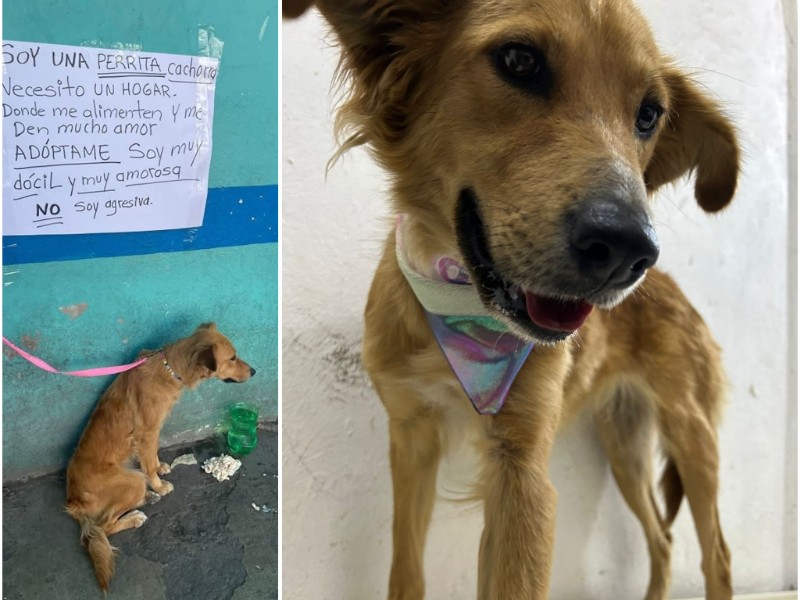 Buscan familia para Nala, perrita abandonada en mercado