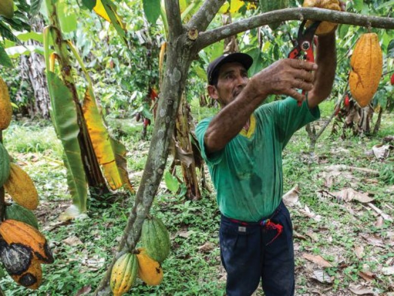 Buscan fomentar profesionalización de la producción de café y cacao