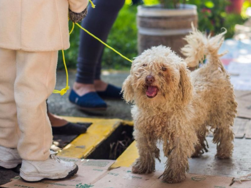 Buscan fortalecer cultura de cuidado animal en Zamora