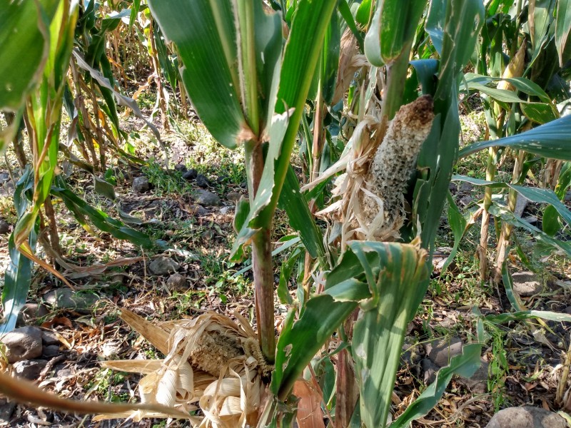 Buscan fortalecer la plantación de maíz en comunidades indígenas