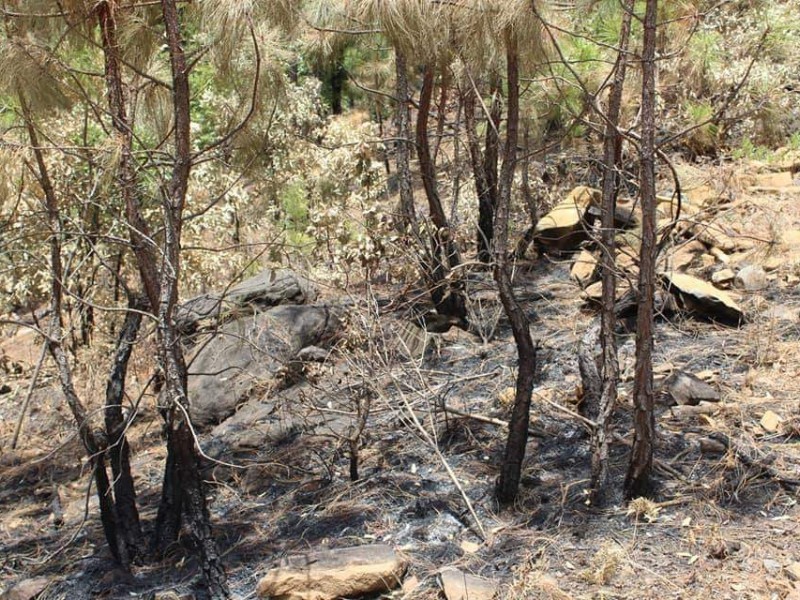 Buscan frenar incendios forestales en Tarecuato