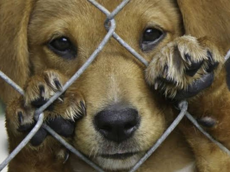 Buscan garantizar cuidado y protección animal