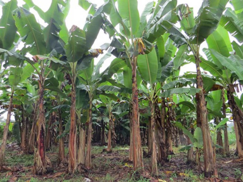 Buscan generar tecnologías para aprovechar desperdicios de plátano en Coahuayana