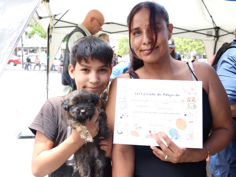 Buscan hogar para 50 mascotas en Adoptatón
