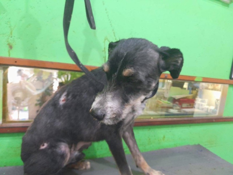 Buscan hogar para perrito rescatado por EDA