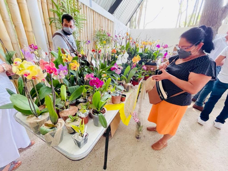 Buscan incluir orquídeas como atractivo en Tuxpan
