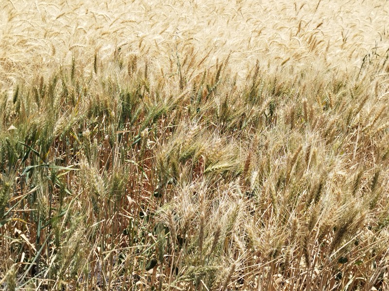 Buscan incrementar rendimiento de cultivos de granos básicos