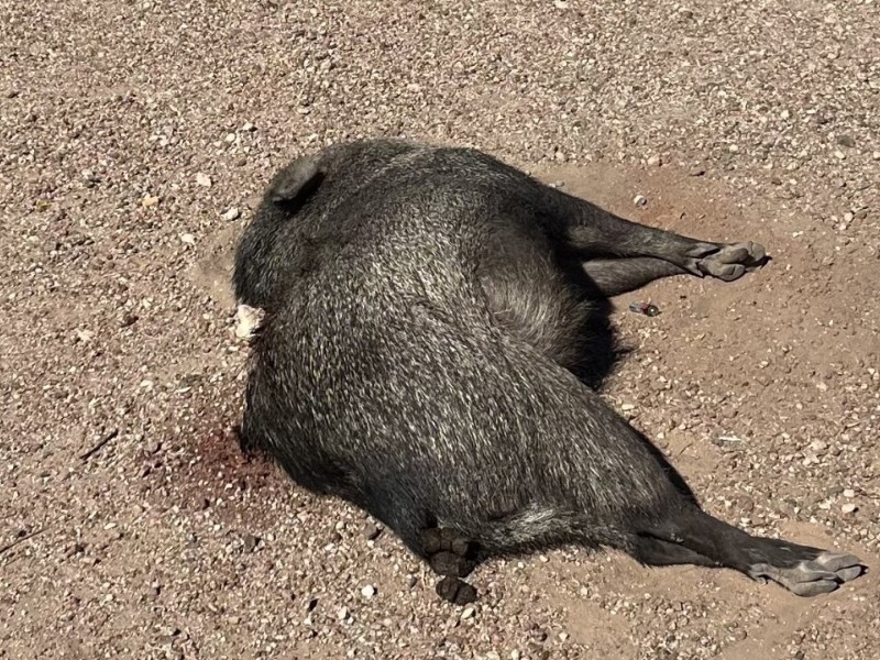 Buscan información por caza ilegal de cochi jabalí