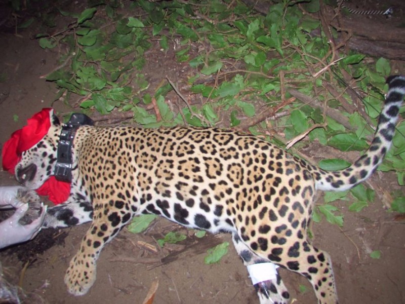 Buscan la preservación de los jaguares en Nayarit