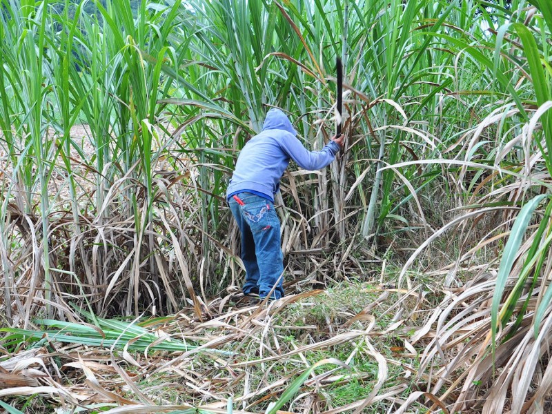 Buscan mejorar condiciones de trabajadores azucareros