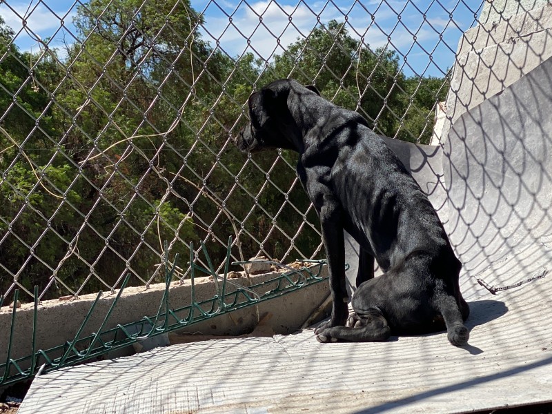 Buscan mejorar condiciones de vida para animales resguardados en CACF