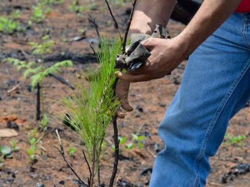 Buscan mitigar degradación del suelo por tala e incendios forestales