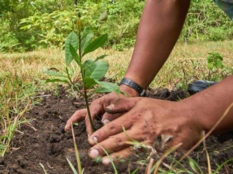 Buscan mitigar impacto ambiental de incendios forestales en la región