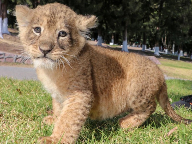 Buscan nombre para la nueva camada de cachorros de León