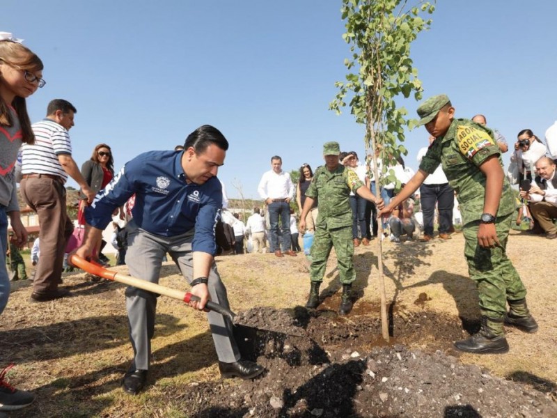 Buscan plantar 50 mil árboles en dos meses