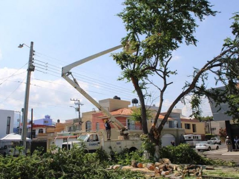 Buscan prevenir caída de árboles considerados de alto riesgo