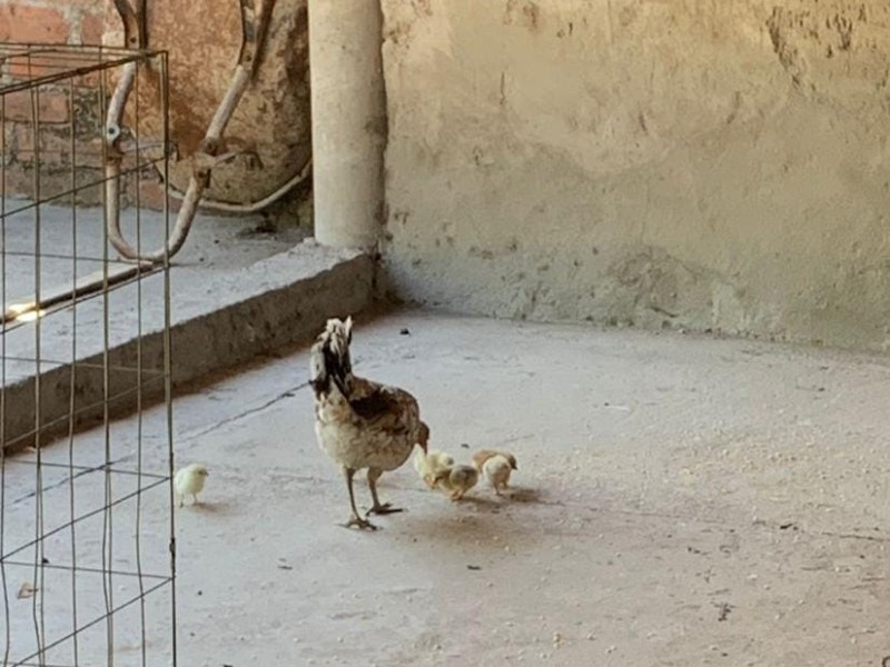 Buscan prevenir posible brote de influenza aviar en Zamora