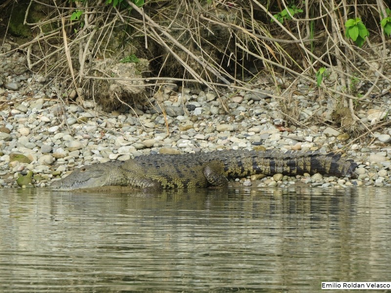 Buscan proteger habitad del Cocodrilo de Pantano