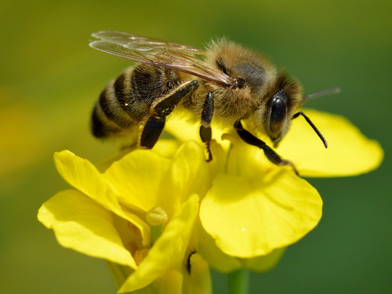 Buscan que Michoacán tenga santuarios para abejas