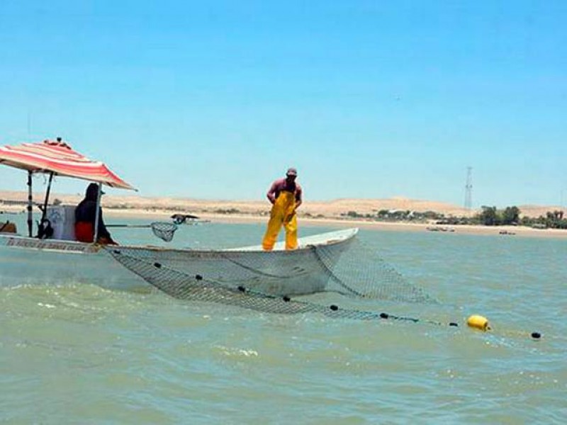 Buscan reactivar pesca en el Golfo de Santa Clara