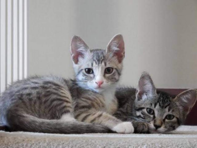 Buscan recaudar fondos para gatos rescatados de Tuxpan