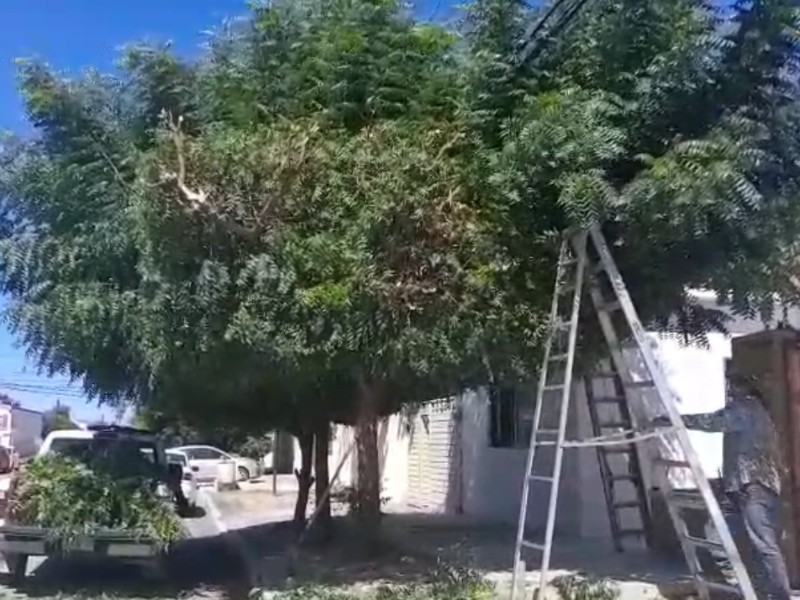 Buscan reducir apagones por caída de árboles durante temporada de huracanes