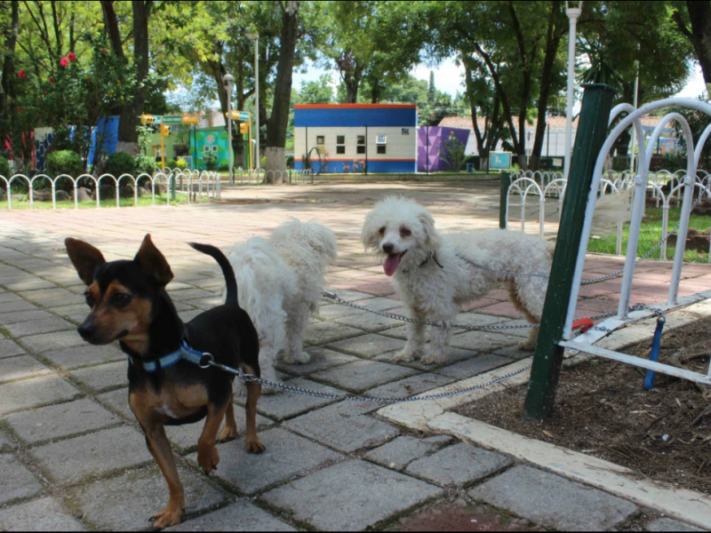 Buscan reducir sobrepoblación canina y felina en Zamora