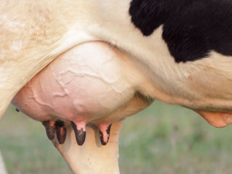 Buscan reducir uso de medicamentos en tratamiento de mastitis bovina