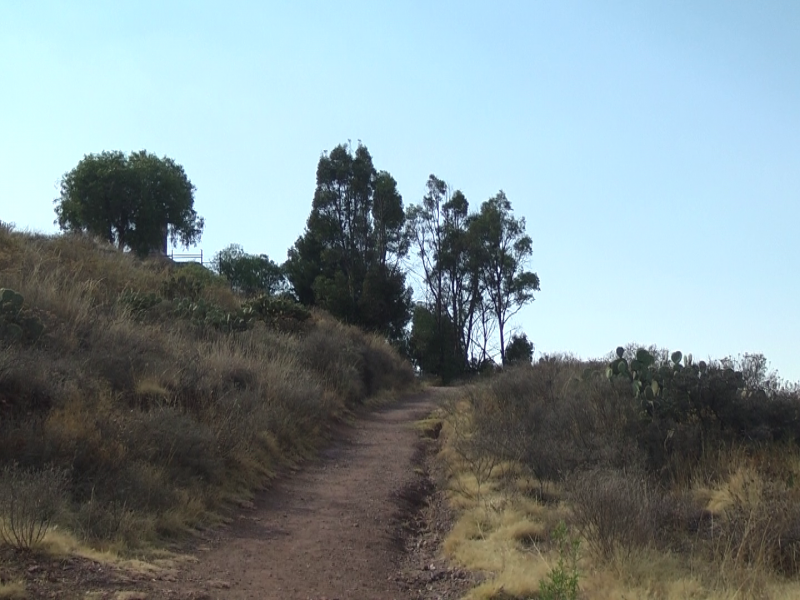 Buscan reforestar cerro del padre