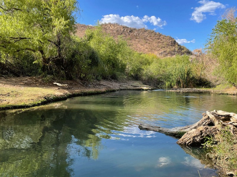 Buscan reforestar pueblos y comunidades de la cuenca del Río Sonora