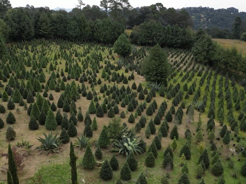 Buscan superar derrama de 300 mdp por árboles navideños en Edoméx