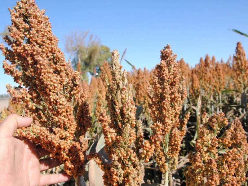 Buscan vender 300 toneladas de sorgo nayarita