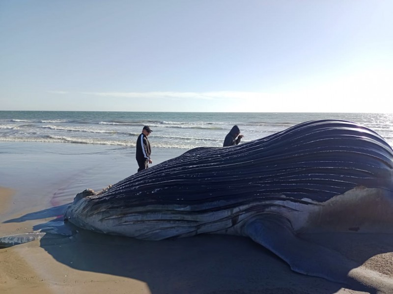 Buscarán rescatar restos de ballena con fines educativos y turísticos