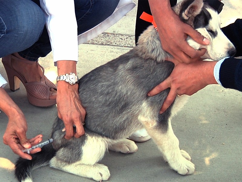 Buscarán vacunar contra la rabia a 23,000 mascotas