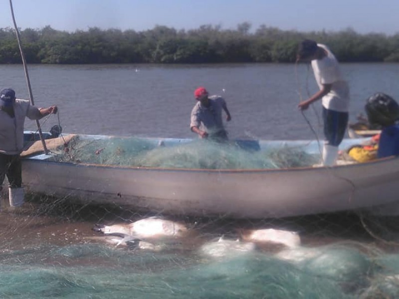 Buzos de Huatabampo recibirán brazaletes antitiburón el martes