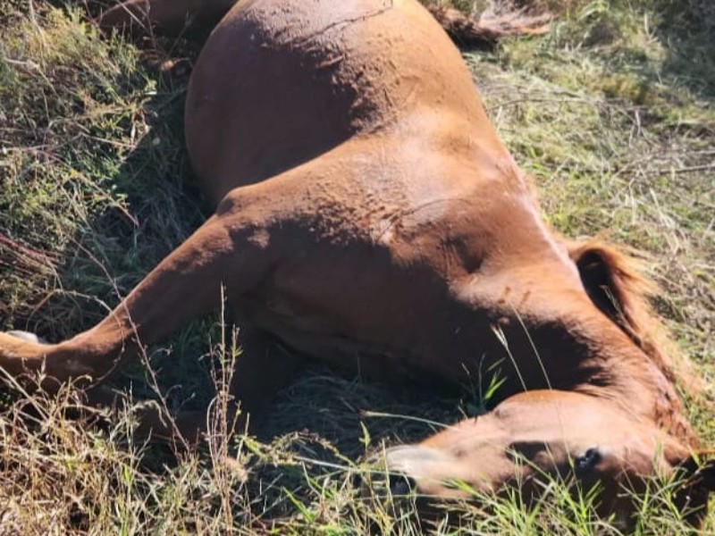 Caballo muere tras impactar con camioneta en carretera Álamos–Minas Nuevas