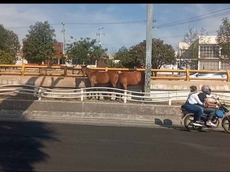 Caballos detienen por minutos tráfico en blvd armando del castillo