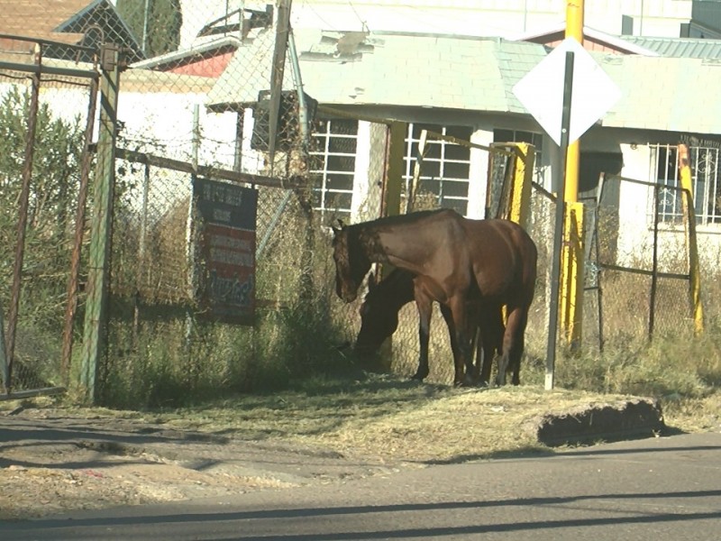 Caballos Sueltos provocan desmanes en viviendas