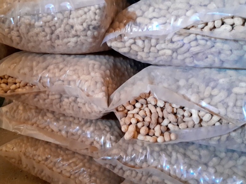 Cacahuateros del Évora claman respaldo y precio digno