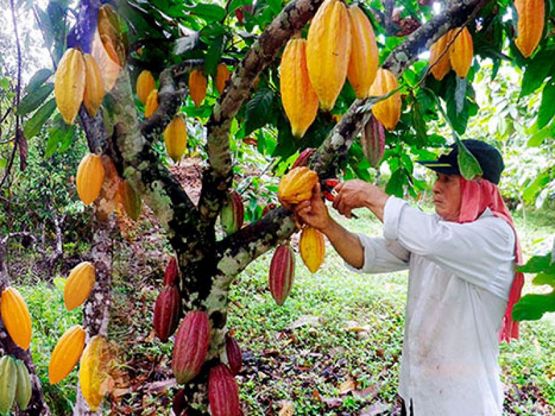 Cacao del Soconusco se exportará a Europa