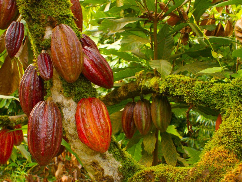 Cacao valorado fuera, sin apoyo en Chiapas