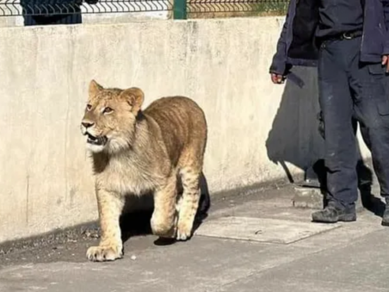 Cachorro de león deambula por poblado del Estado de México