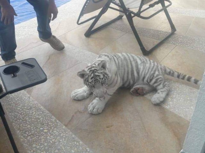 Cachorro de tigre blanco escapa de dueños en Juriquilla