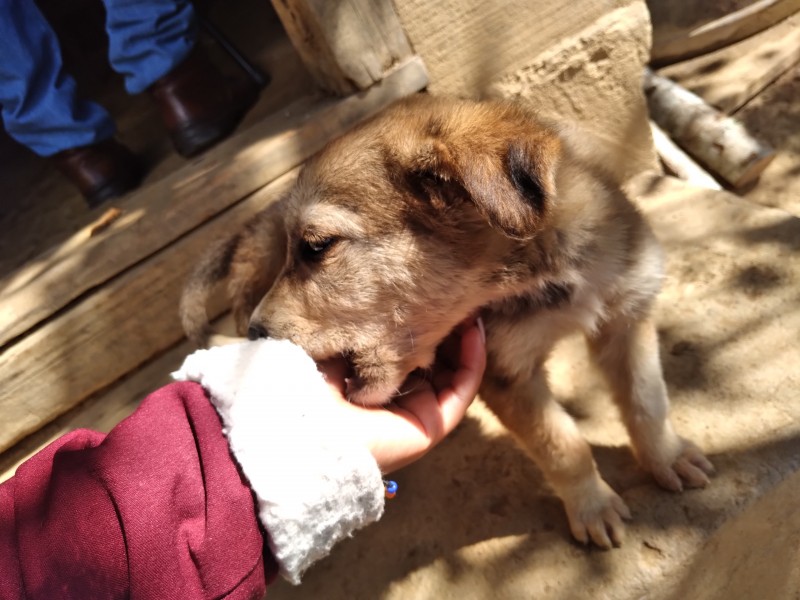 Cachorros de regalo en navidad terminan abandonados en meses