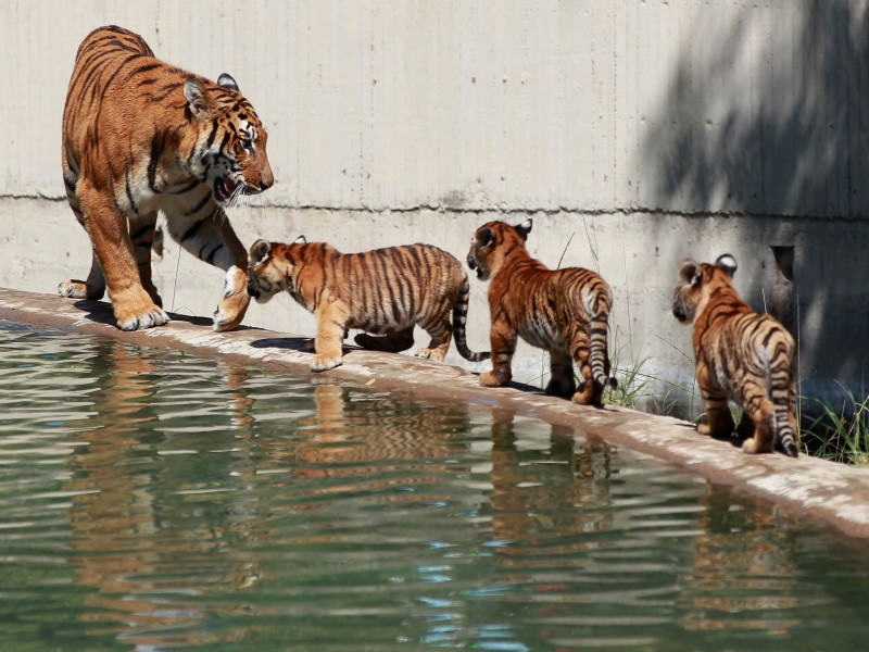 Cachorros de tigre deleitan a visitantes de zoológico en Guadalajara