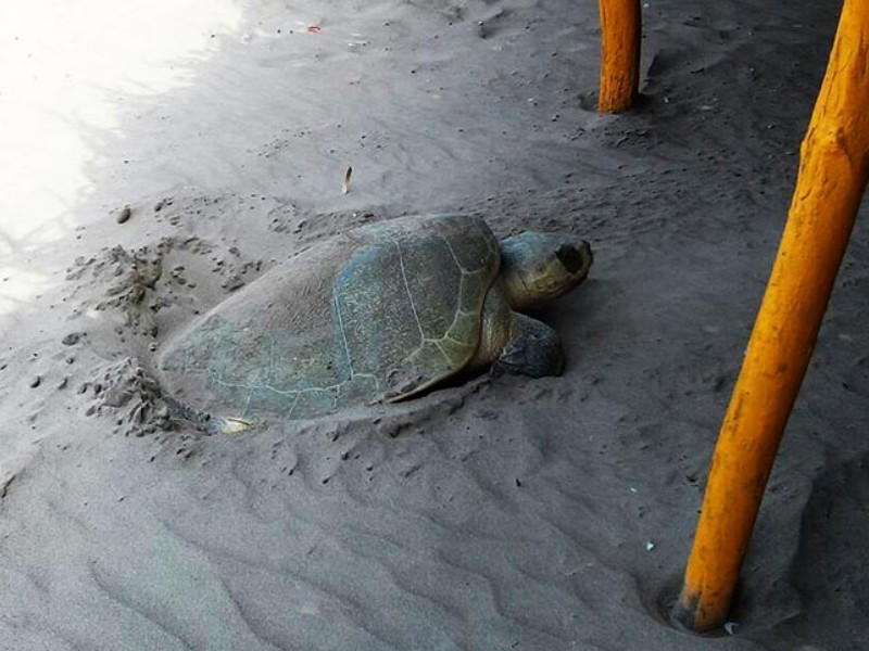 Cada año tortugas que desovan se enfrentan a diversos riegos