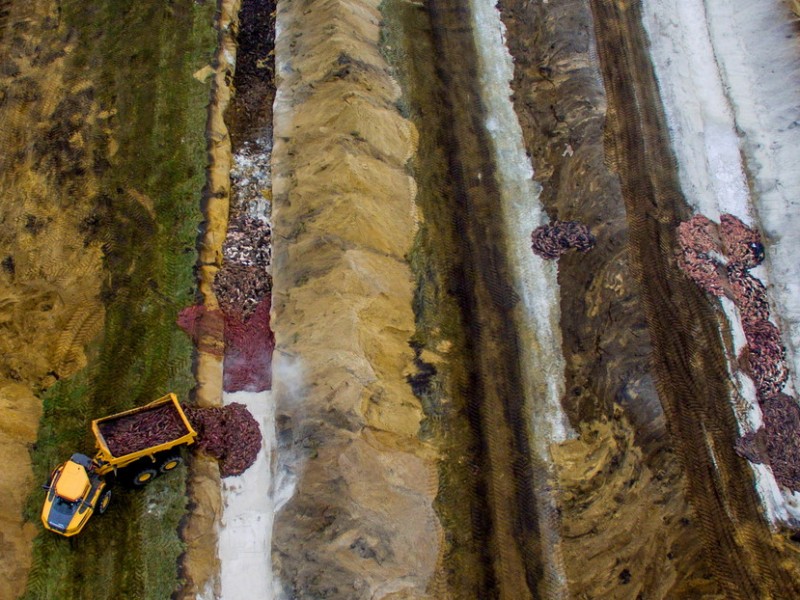 Cadáveres de visones salen de su tumba en Dinamarca